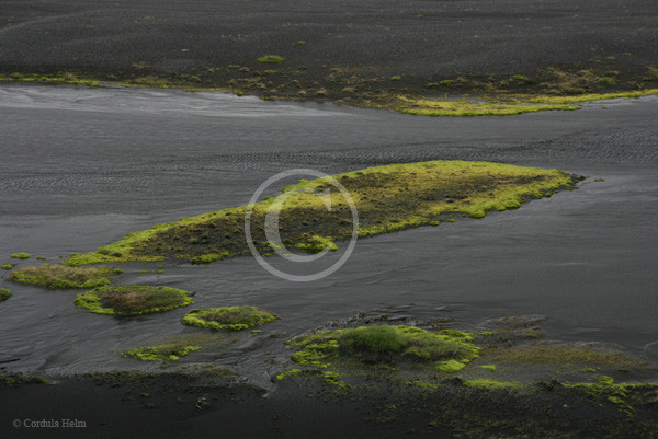 Moosbewuchs auf dem schwarzen sander am Vatnajökull