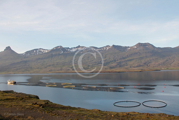 Lachsfanganlage am Fjord