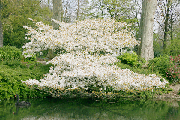 Frühling im Hofgarten