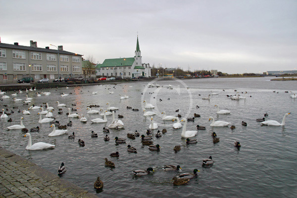 Reykjaviks Stadtsee "Tjörnin"
