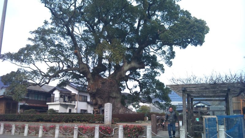 川古の大楠。樹齢3000年だそうです。