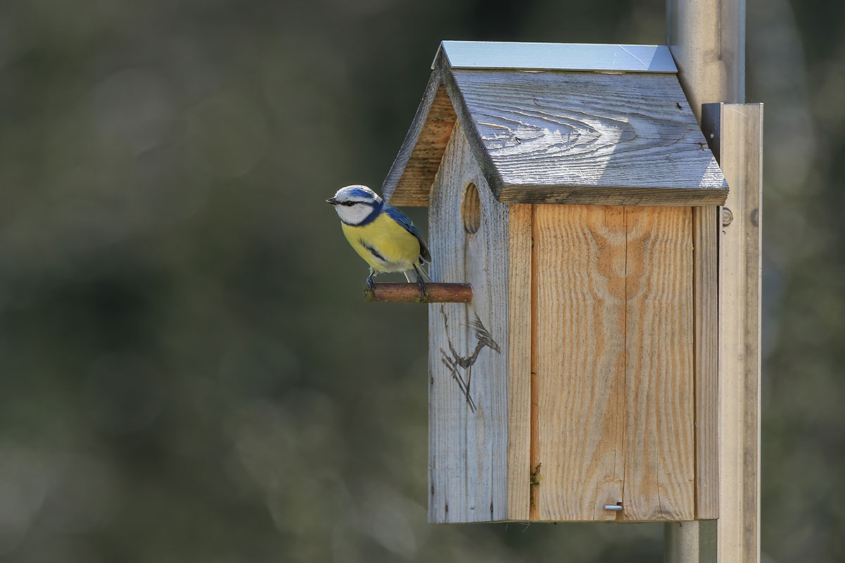 Ein Zuhause für Gartenvögel