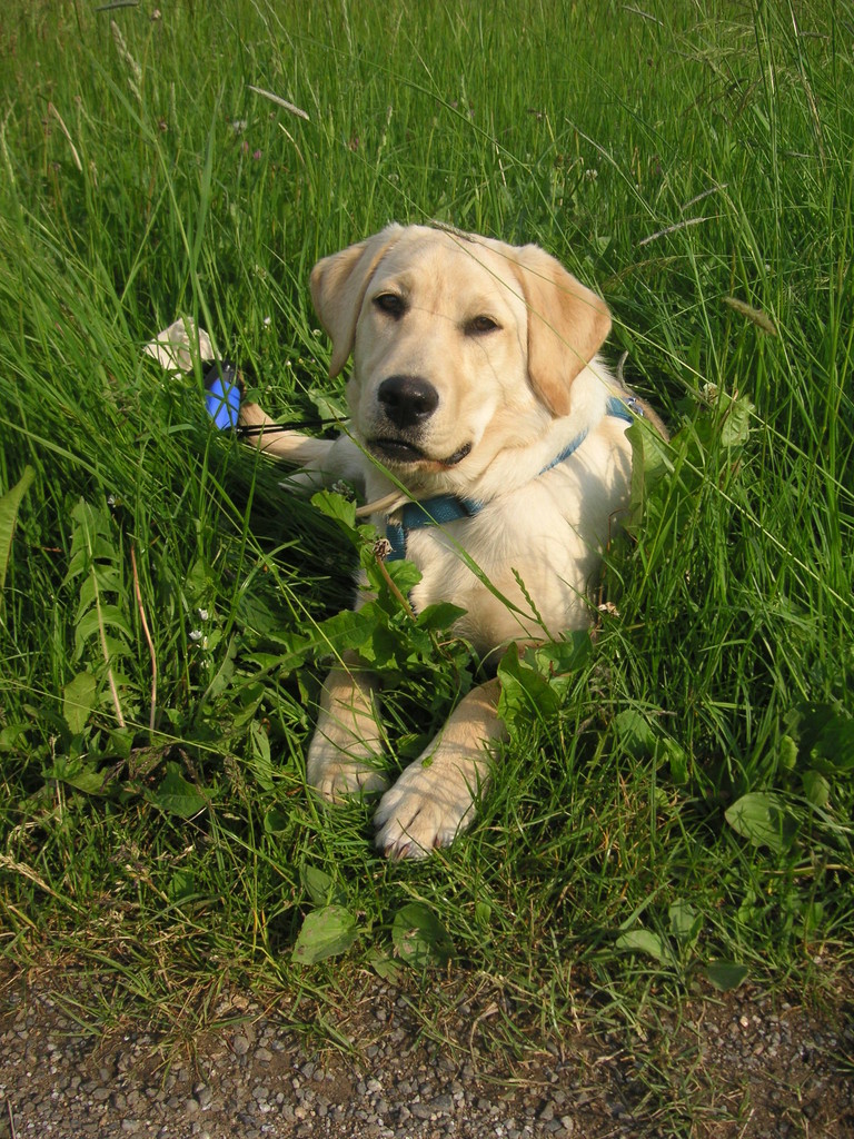 Spaziergang mit Klein-Kira