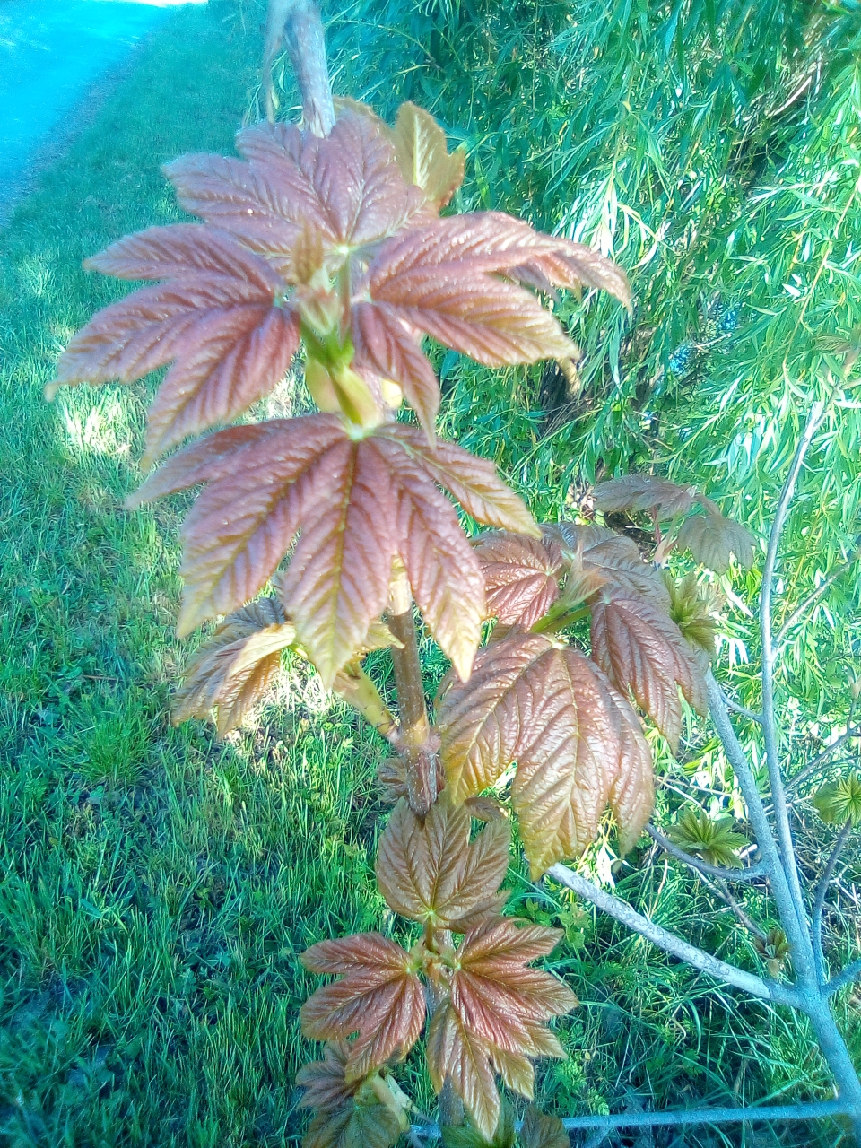 Sean-Druideachas