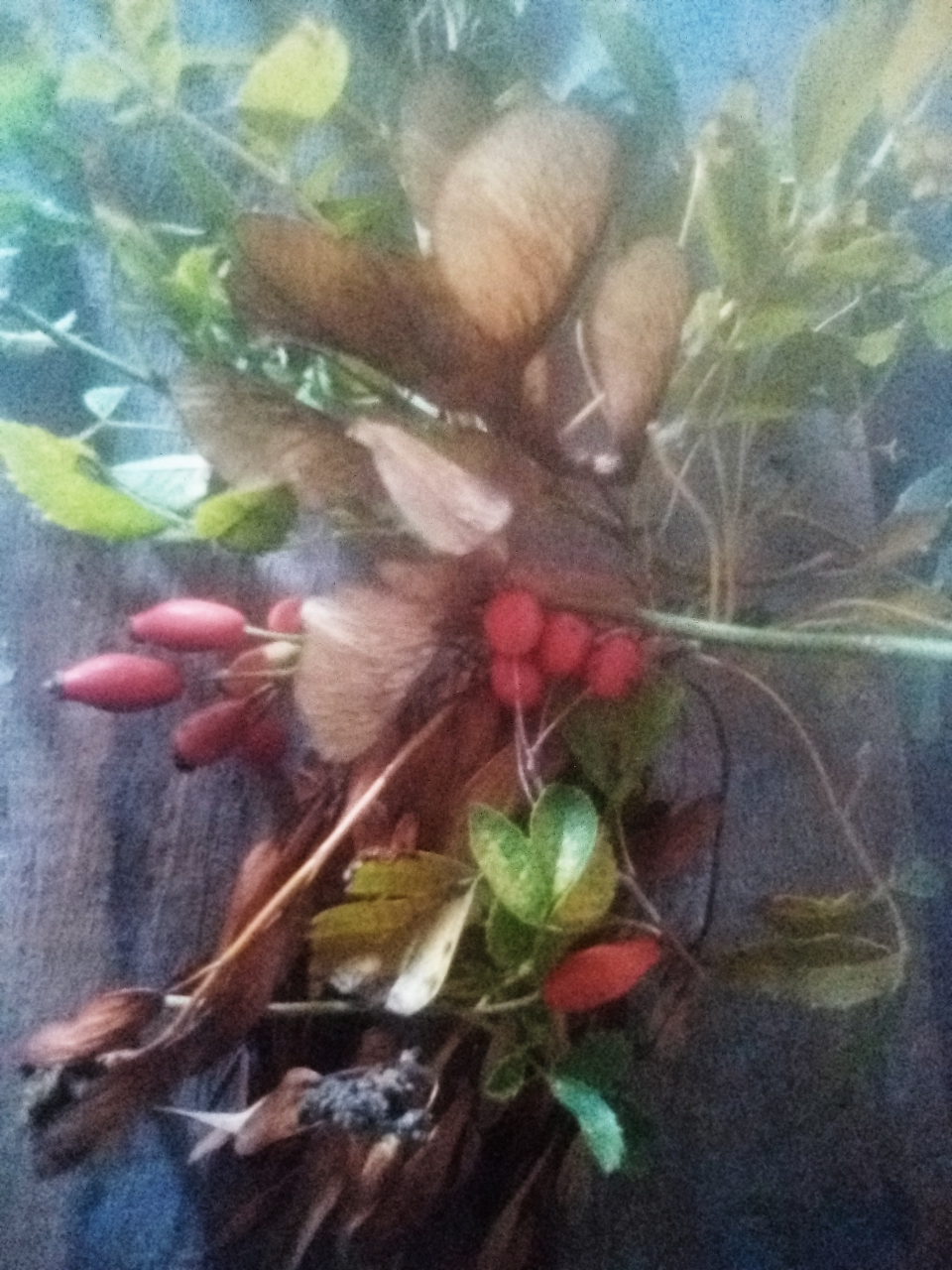 Quelques tableaux composés et autres photographies de genre explicatif. Aubépine, églantier, érable et frêne têtard....