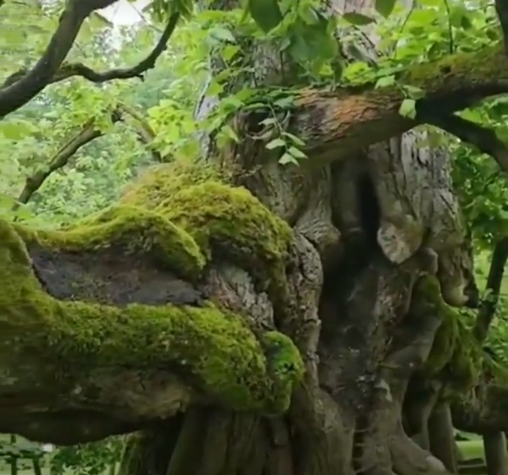 Un arbre 820 années, nos ancêtres en voyaient souvent.