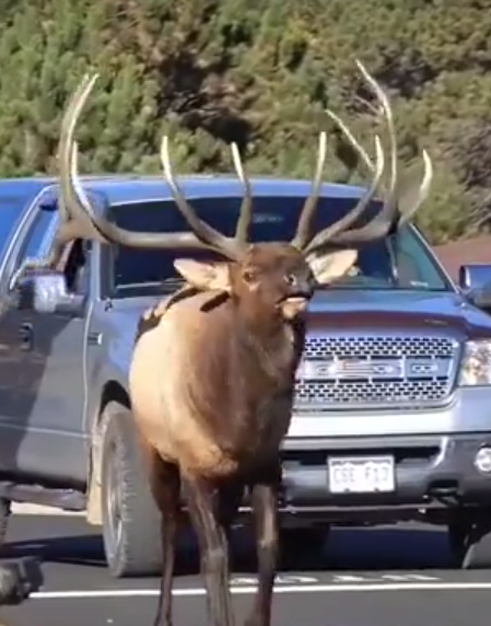 On ne peut que se demander ce que soutient le cerf entre ses bois, sinon quelque chose de signé, invisible et palpable.