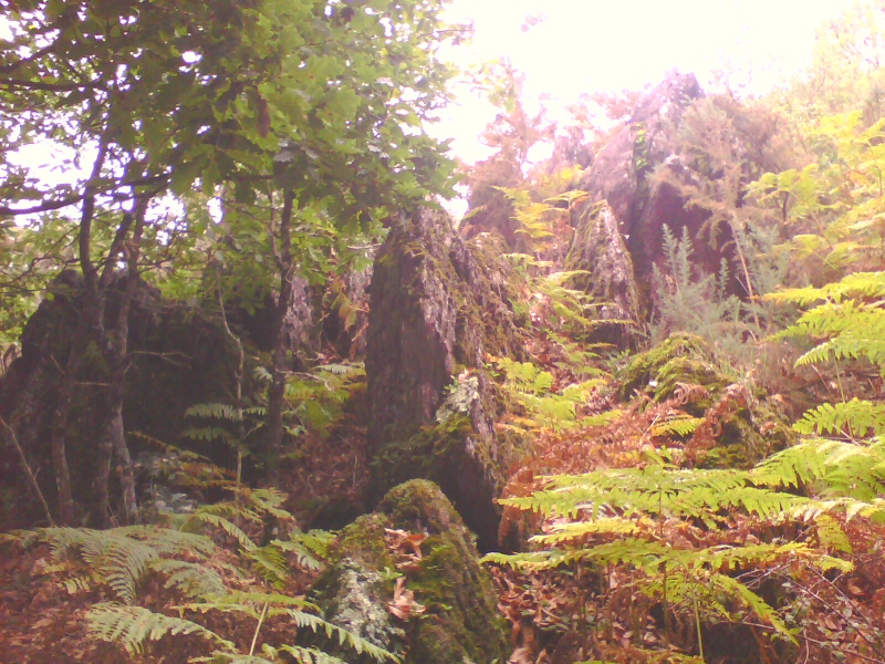 Brocéliande, forêt mythique.
