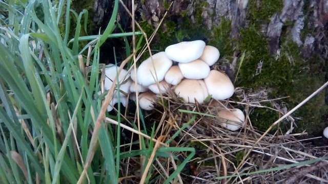 Souchettes de peuplier.