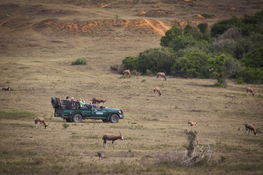 Game Drive im Kariega Private Game Reserve