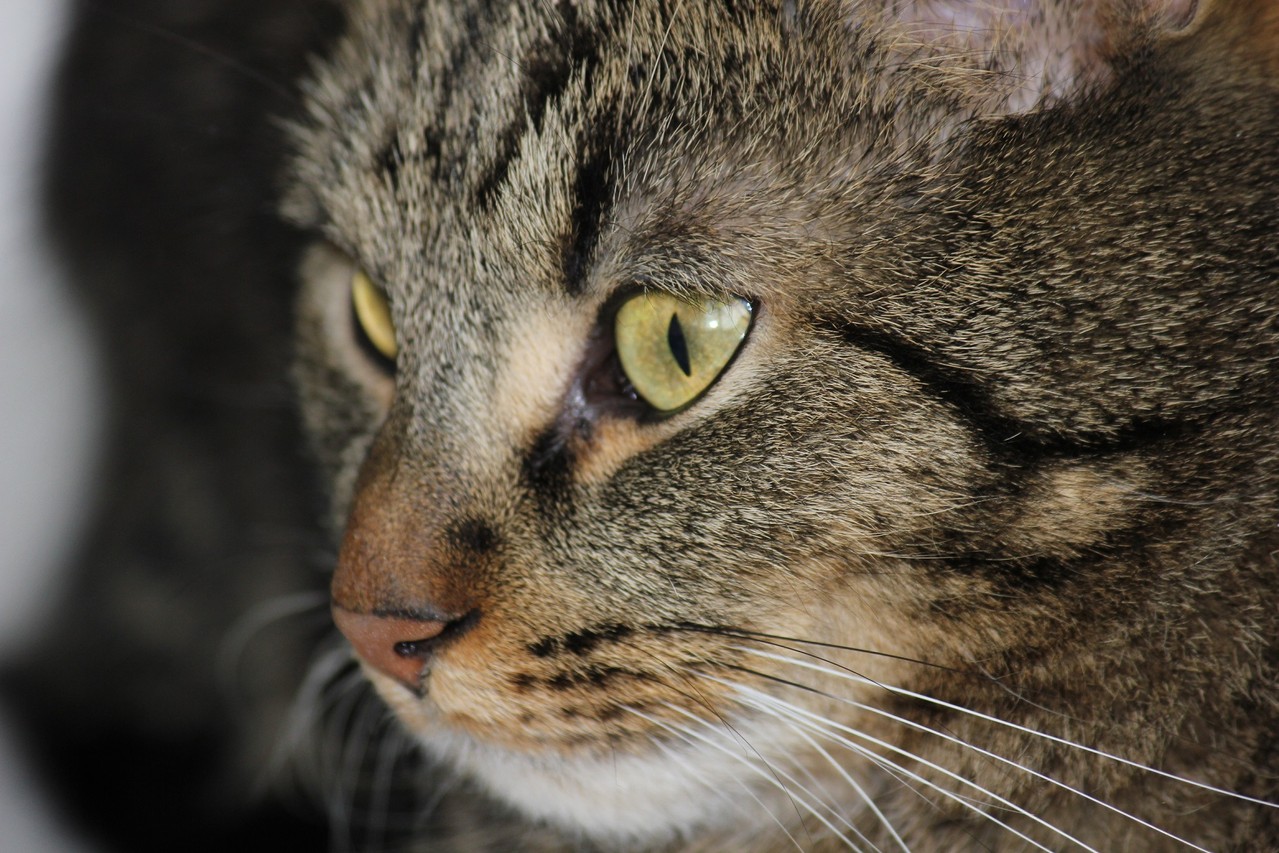 Die Katze Die Katze