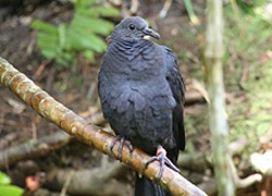 アカガシラアラスバトの若鳥