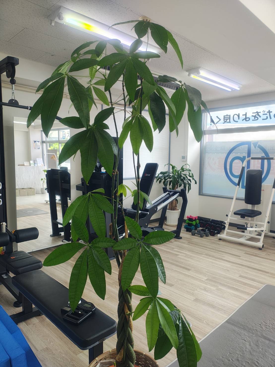【No.822】元気に育つパキラ