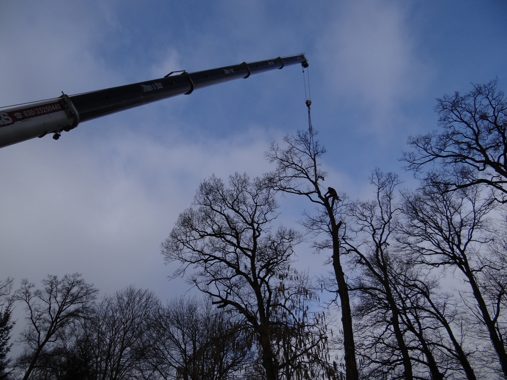 Komplizierte Baumfällung in Brandenburg 