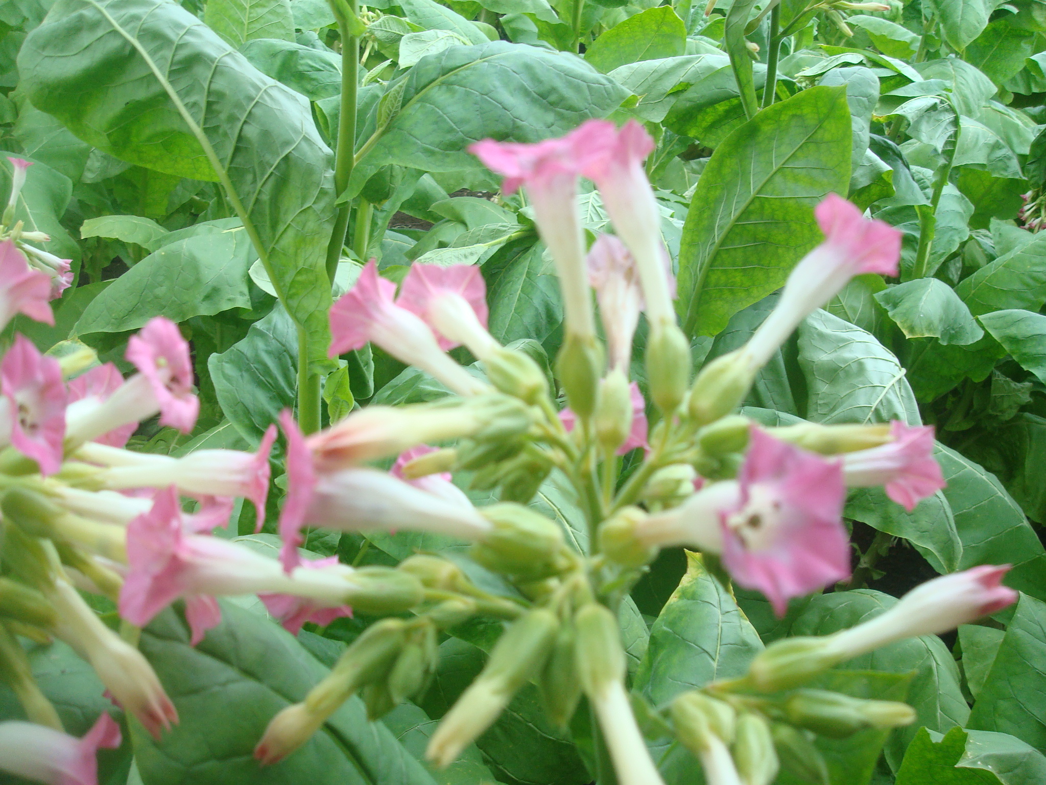 Tabakblüte