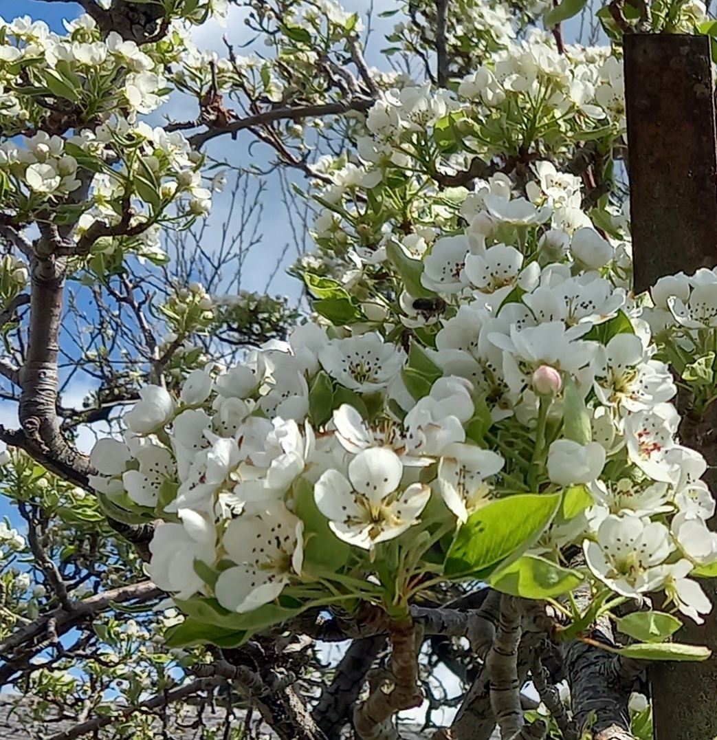 Birnenblüte