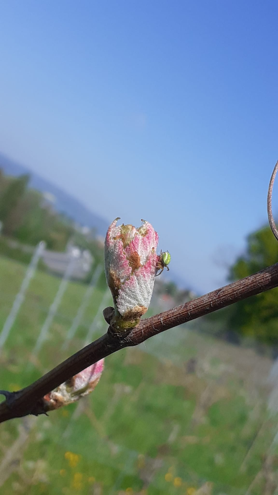 Rebentrieb