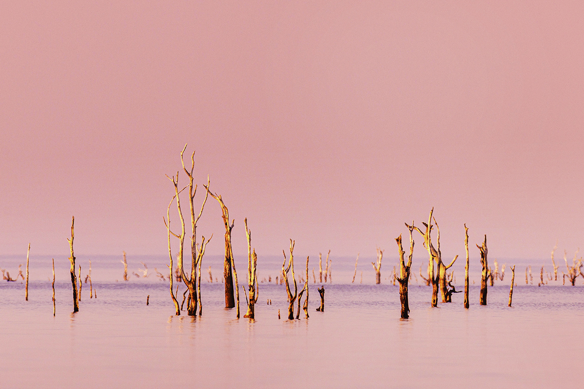 © Laurence Meynard