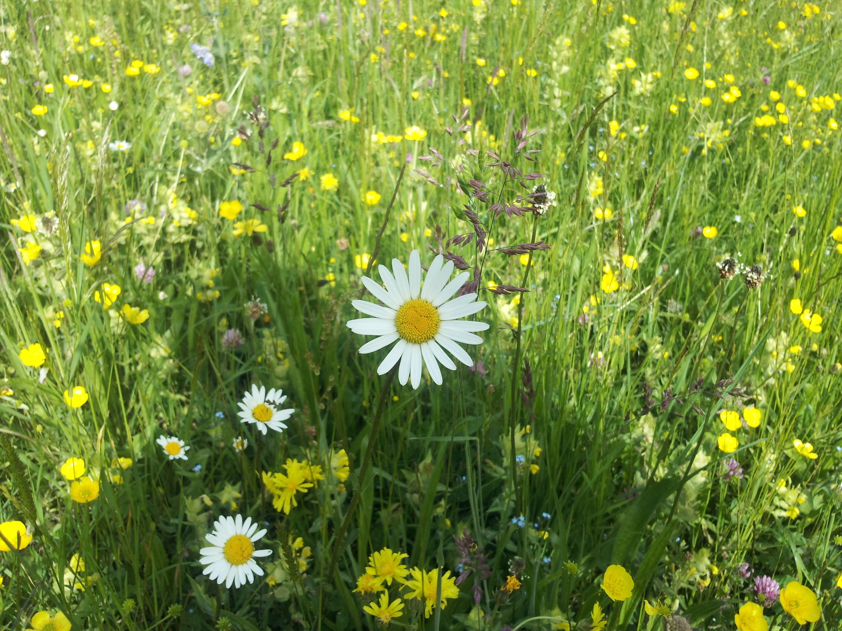 Margeriten