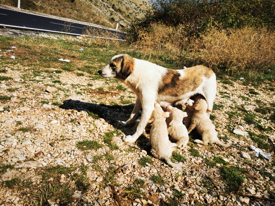 Ihr erinnert euch ans vorletzte Bild. Das sind sie. 