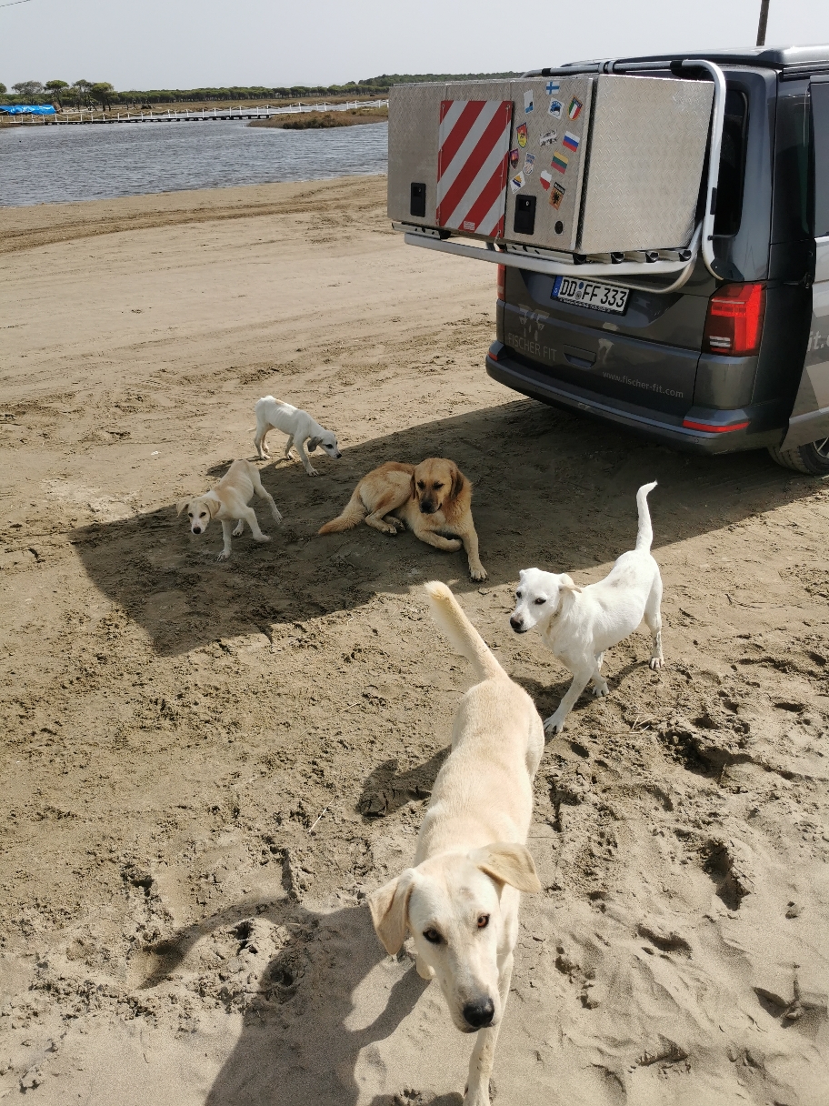 Am Ende ist es der sprichwörtliche Tropfen auf den vermüllten Strand. Es sind zu viele Hunde. Zu viel Müll. Aber wenns für einen klitzekleinen Moment einen Unterschied macht...reicht uns das für dieses Jahr. Muss es ja