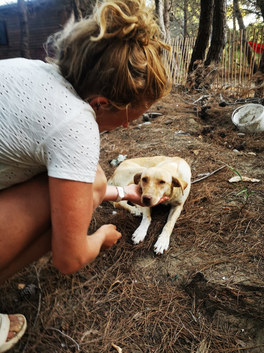 Unsere sehr schwangere Freundin von letzter Woche ist nicht mehr schwanger. Und sehr, sehr viel weniger freudig. Nicht mehr schwanzwedelnd. Ganz verstört. Dolle nachblutend. Herzzerreißend fiepend. 💔