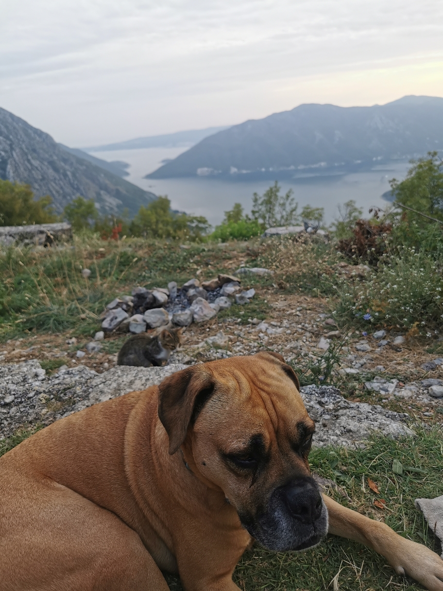 "nee! Nee auf gar keinen Fall. Nicht schon wieder! Ich zieh aus!“ 🐶