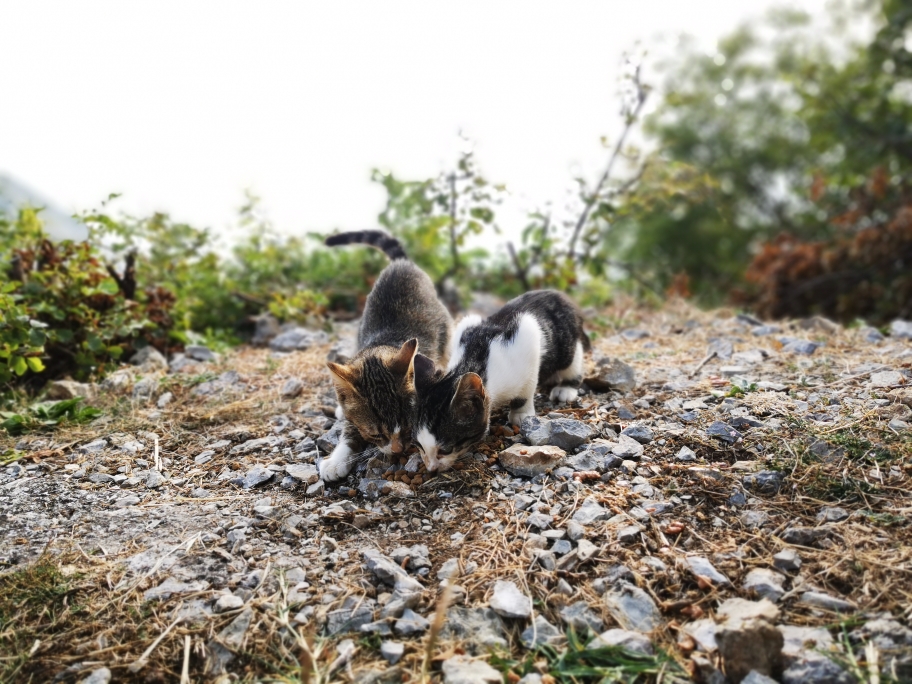 Und die beiden. ❤️ Hungrig wie Löwen. Ohne Mama. Mitten im nichts. (nein! Wir haben jetzt keine neuen Katzen!) 