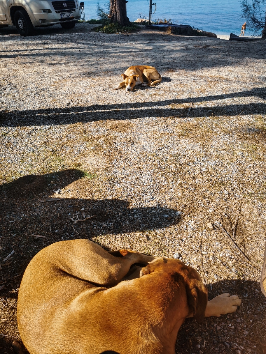 Pippo begleitet uns beim Strandspaziergang. Und die nächsten beiden Tage. Mit seinem Kumpel. 🤷‍♀️  Bis FOLGENDES passiert:
