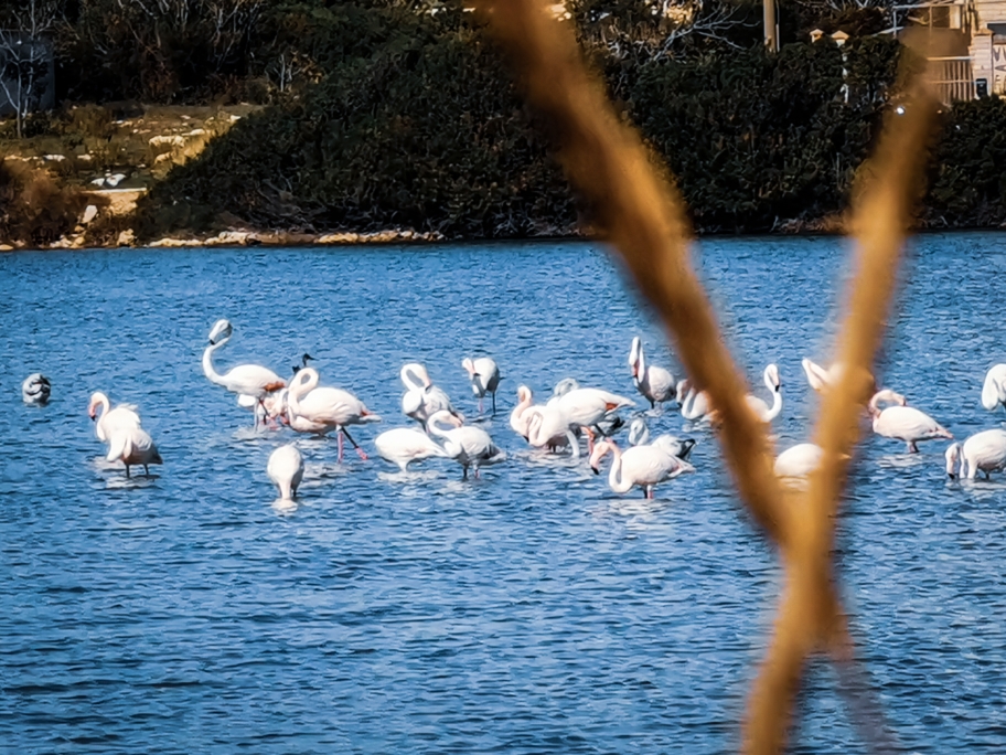 Nach einer flamingolosen Runde um den Salzsee... Kommen sie geflogen. Ein ganzer Schwarm. ❤️