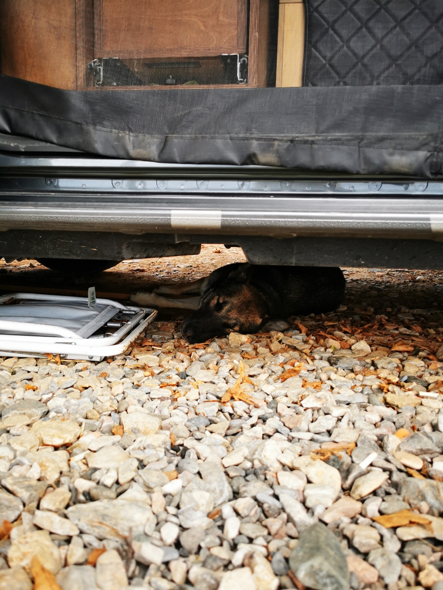Hund unterm Auto finden. (jaaaa natürlich auch füttern und streicheln usw...) 