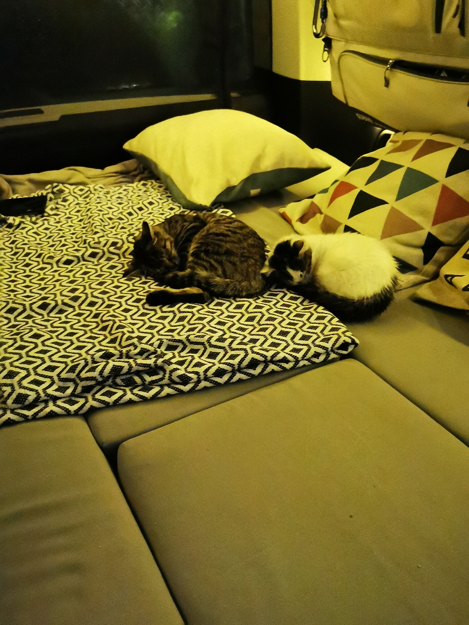 Die Campingplatzkatzen fanden die Nacht ganz annehmlich. 