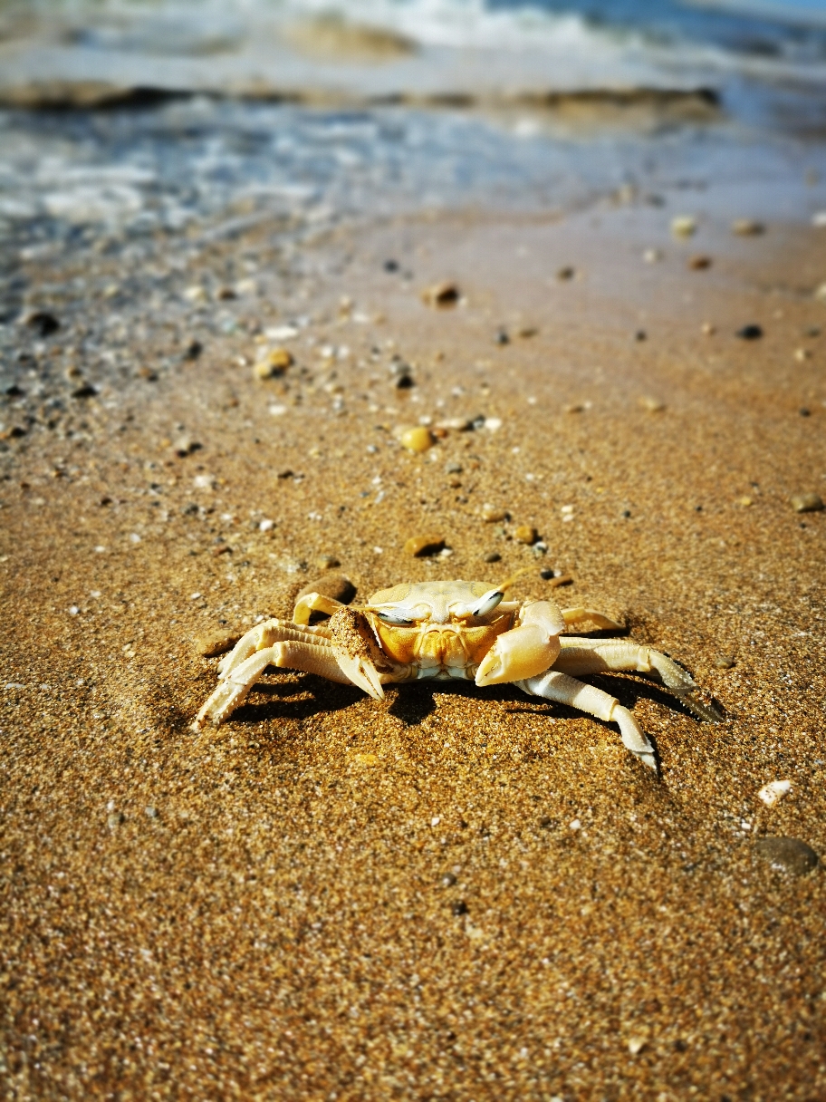 Statt Schildkröten sehen wir ihn...Mr. Grumpy Crab. Der Hobbykrabbeltierologe des Vertrauens erklärte folgerichtig: "Wer den ganzen Tag Sand im Mund hat, ist natürlich mies gelaunt." Klar. 