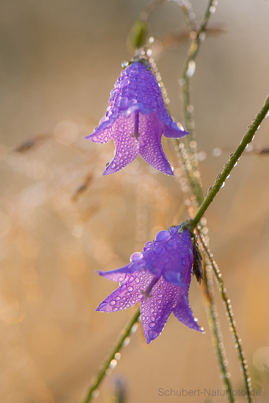 Glockenblume