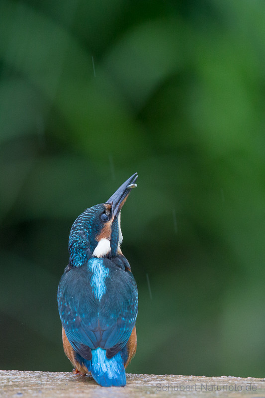 Eisvogel mit Beute