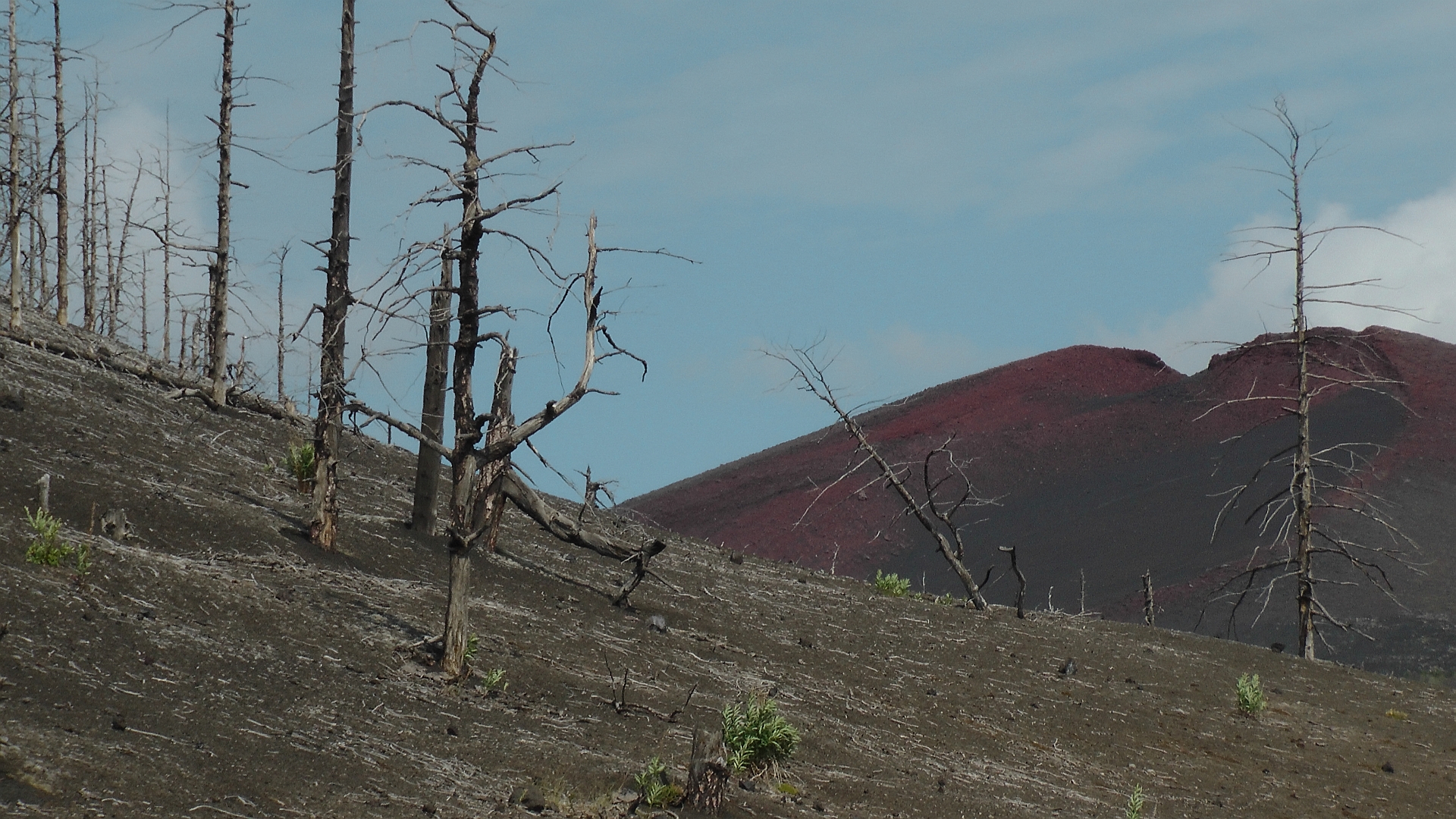 Nach dem letzten Vulkanausbruch im Jahre 2012 regt sich langsam neues Leben