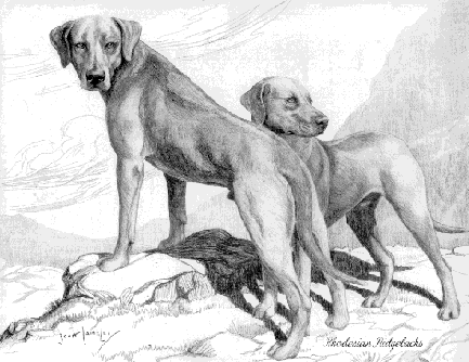 "Rhodesian Ridgebacks" from Hutchinson's Dog Encyclopaedia (1935)