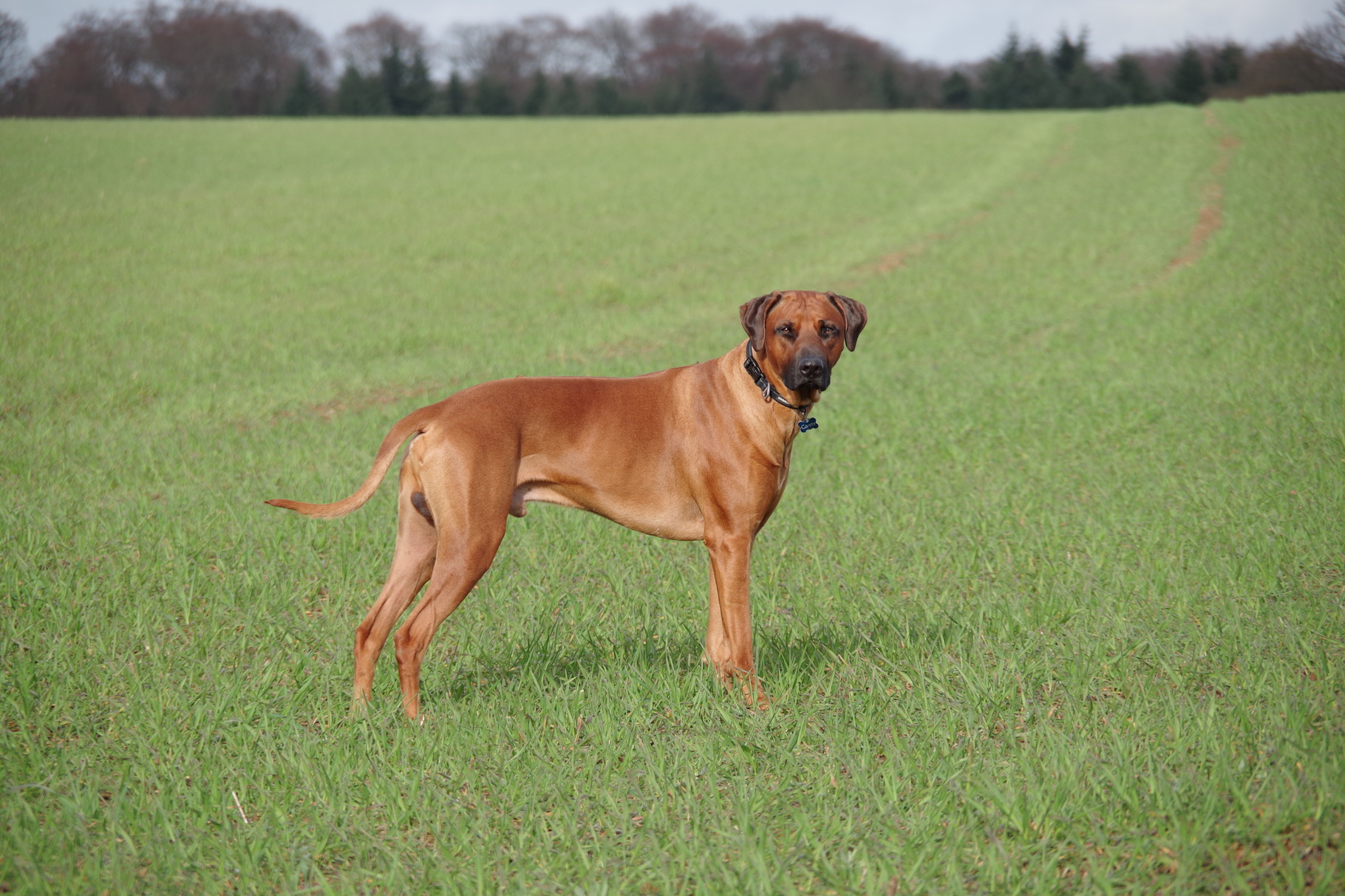 Rhodesian Ridgeback Ambernose Rhodesian Ridgebacks