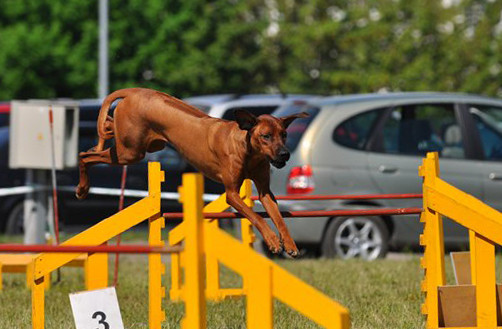 Aresvuma Jeron Jango "Rodger" participating in agility, own. N.Loginova