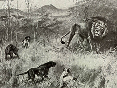 Hunting dogs - two of them show a ridge on the back. F.C. Selous "Travel and Adventure in Africa" (1893)