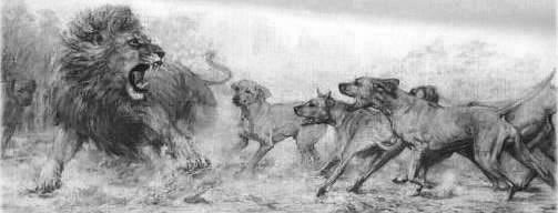 african dog breed used to hunt lions