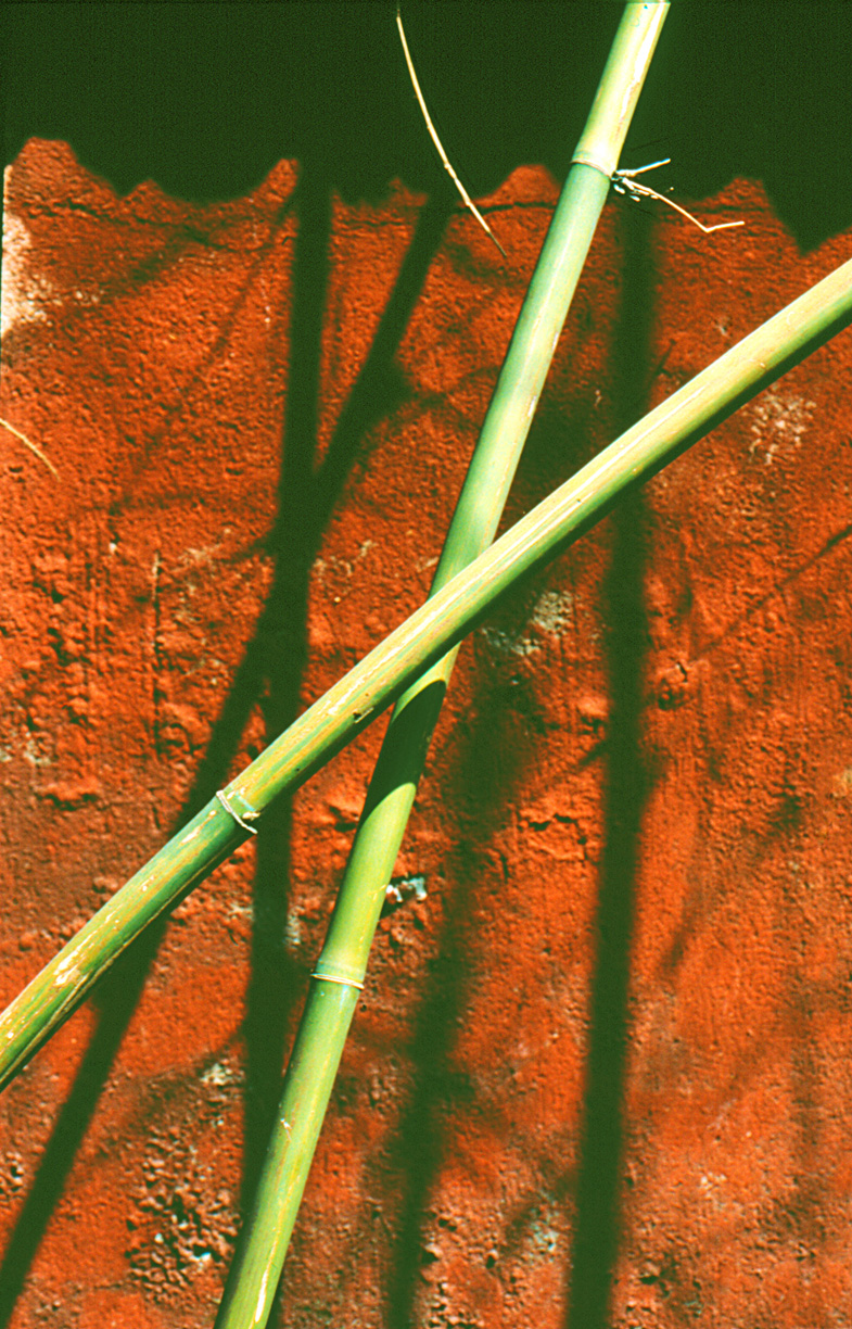 de geur van rood en groen