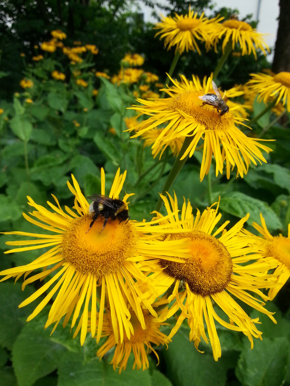 Telekia speciosa Große Telekie Pflanzenwissen