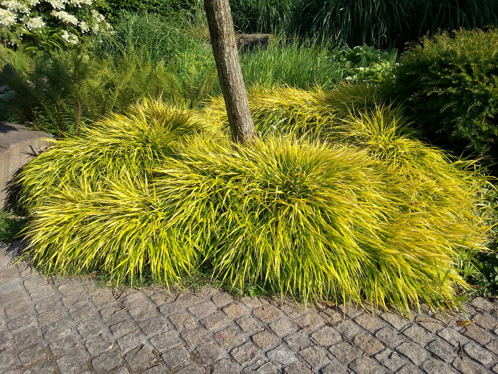 Hakonechloa Macra Aureola Japan Goldbandgras Pflanzenwissen hakonechloa-macra-aureola-japan-goldbandgras-pflanzenwissen