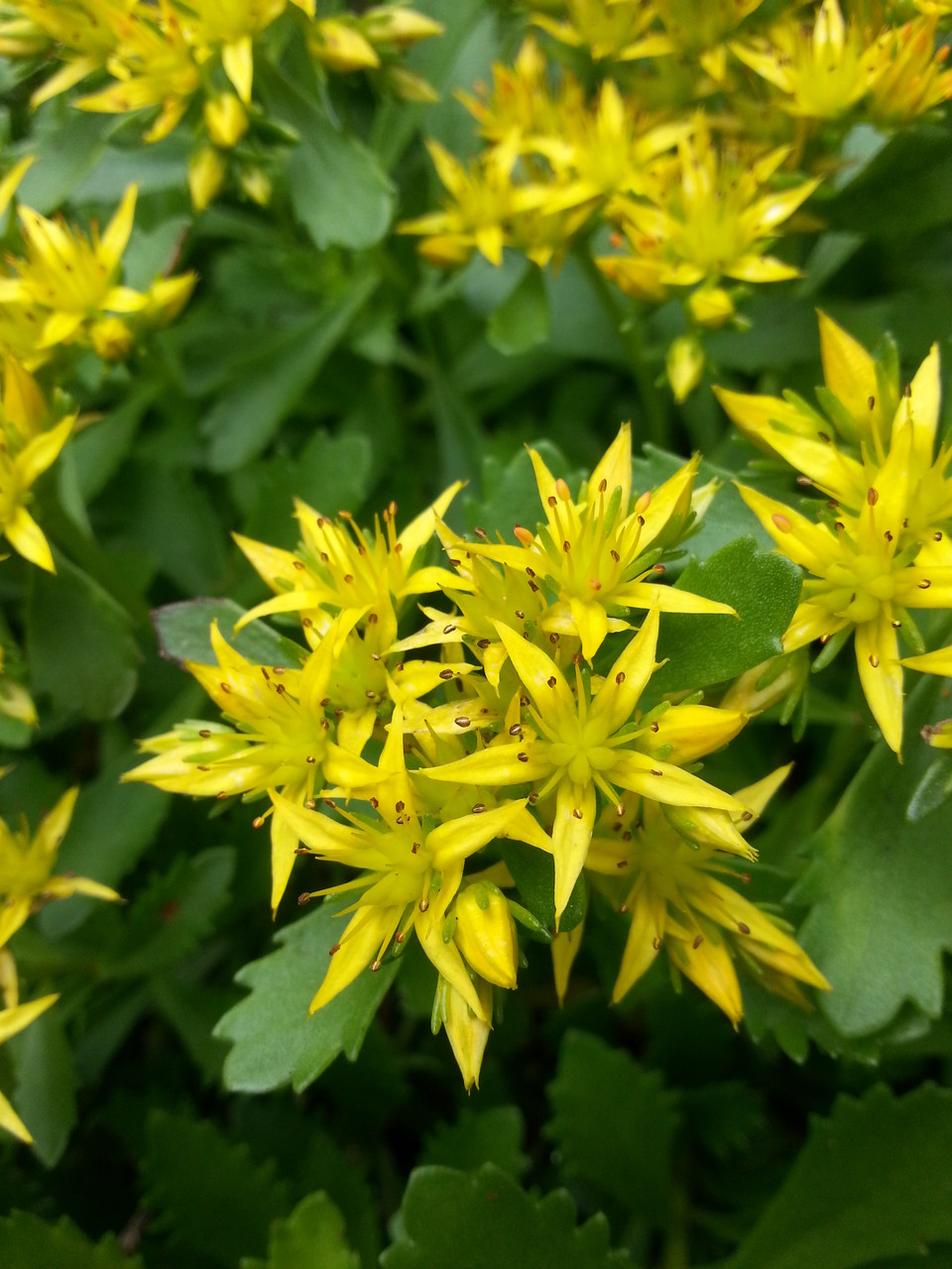 Fetthenne 'Weihenstephaner Gold' 3 Pflanzen - Gelber Bodendecker 9x9cm Topf