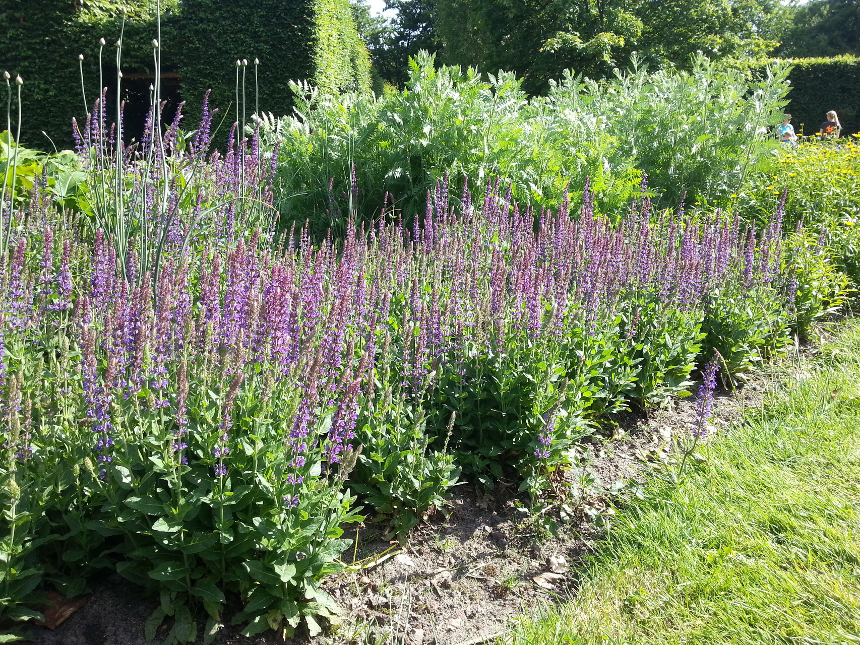 Salvia nemorosa 'Ostfriesland' - Steppen-Salbei - Pflanzenwissen
