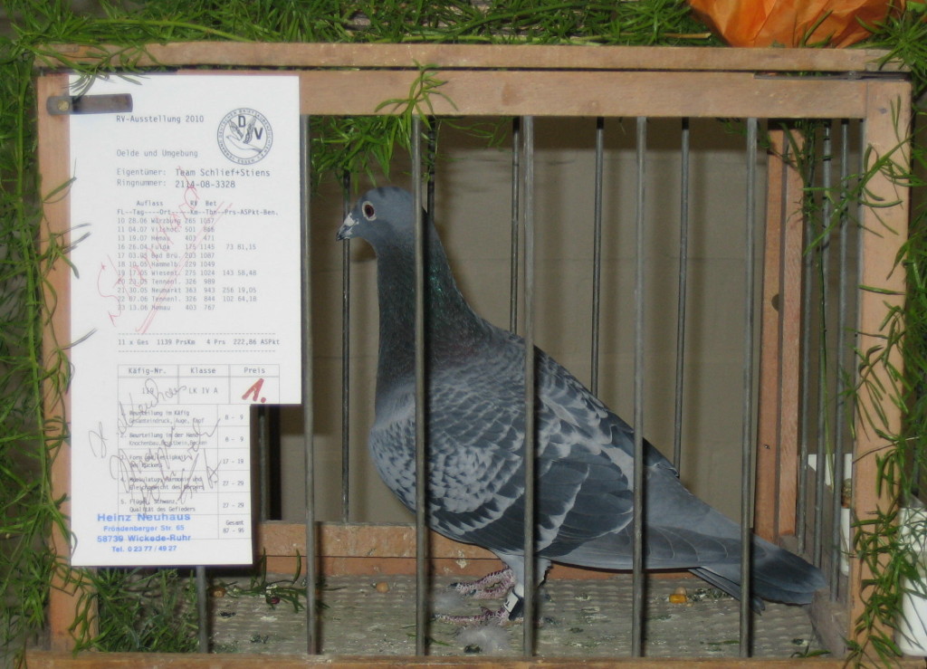 RV-Ausstellung - Brieftauben-Reisevereinigung Oelde und Umgebung e.V.