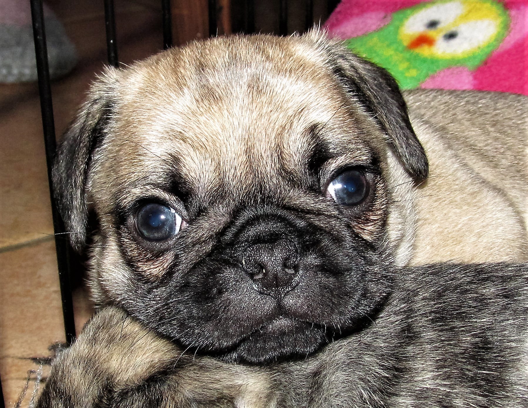 PDE (Pug Dog Encephalitis) Die nekrotisierende Meningoenzephalitis