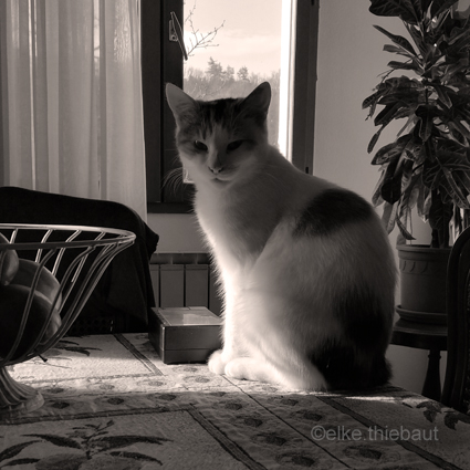 «Maya» notre nouveau chat, adopté à la SPA Sarreguemines