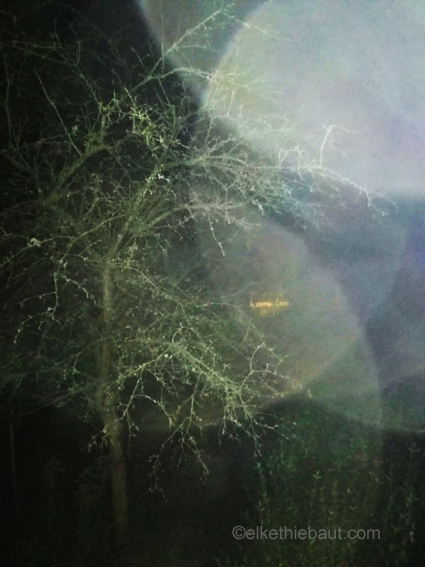 «Nightshot», photo prise sans flash à partir d'une des fenêtres qui donnent sur mon jardin. Une photo presque abstraite. 2019